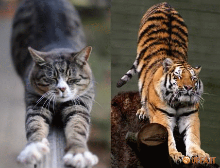 tigre e gatto